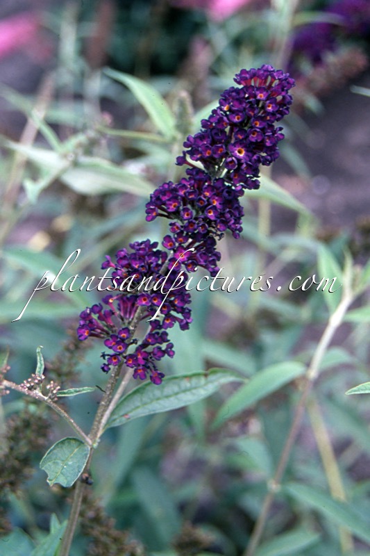Buddleja davidii ‘Black Knight’