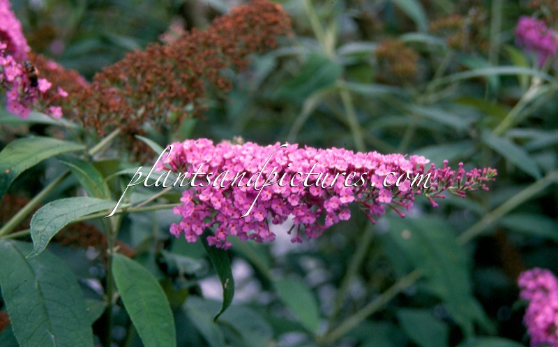 Buddleja davidii ‘Fascinating’