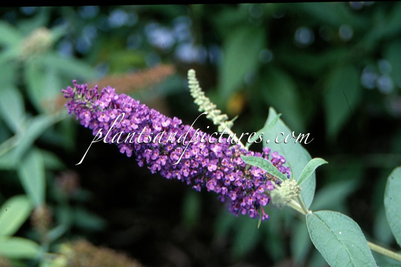Buddleja davidii ‘Empire Blue’
