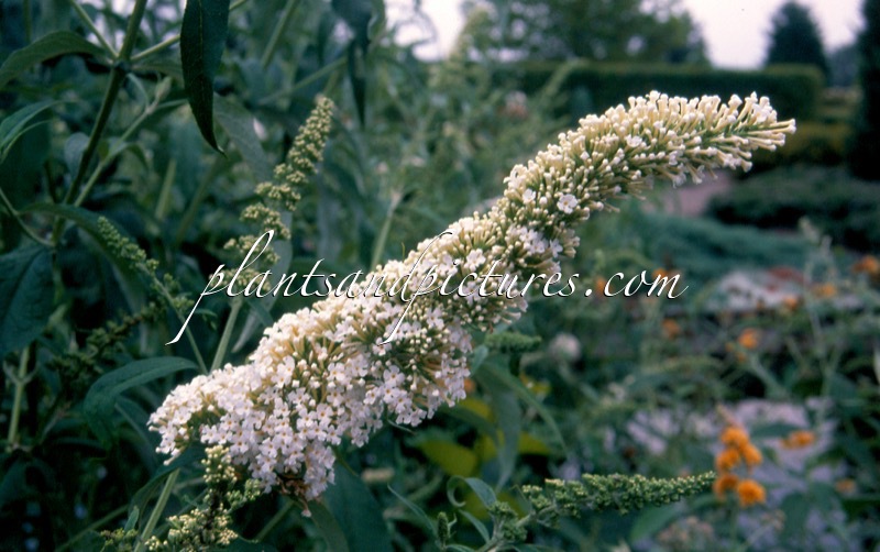 Buddleja davidii ‘White Profusion’
