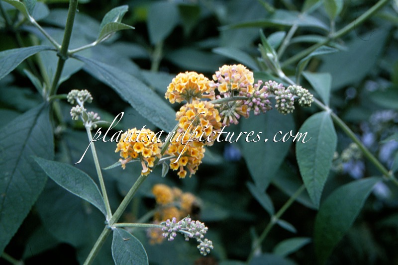 Buddleja weyeriana ‘Sungold’
