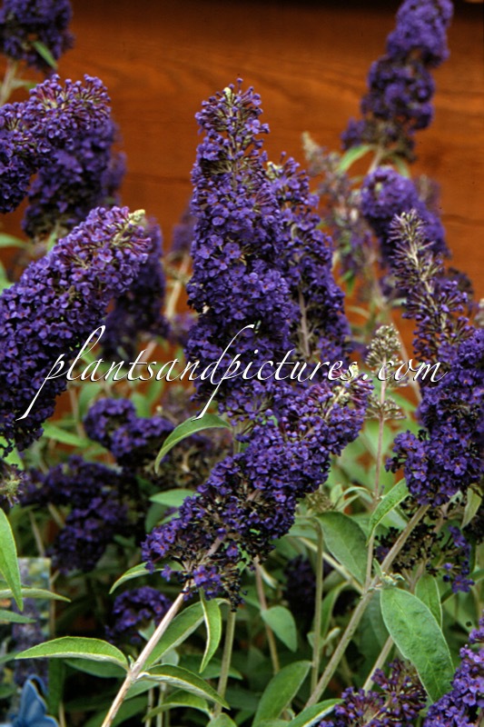 Buddleja davidii ‘Adokeep’ (ADONIS BLUE)