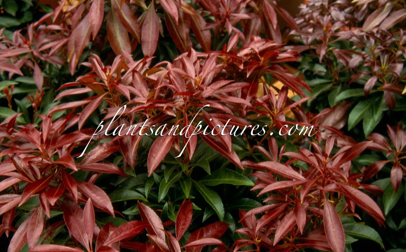 Pieris japonica ‘Katsura’