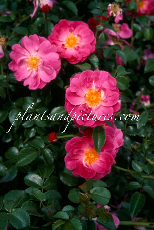 Rosa ‘Meibonrib’ (MAGIC MEIDILAND)