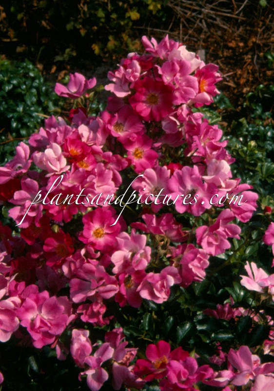 Rosa ‘Bokramar’ (FLORIADE 2002)