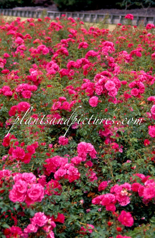 Rosa ‘Noatraum’ (EMERA; HEIDETRAUM)