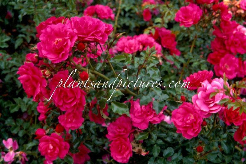 Rosa ‘Noatraum’ (EMERA; HEIDETRAUM)