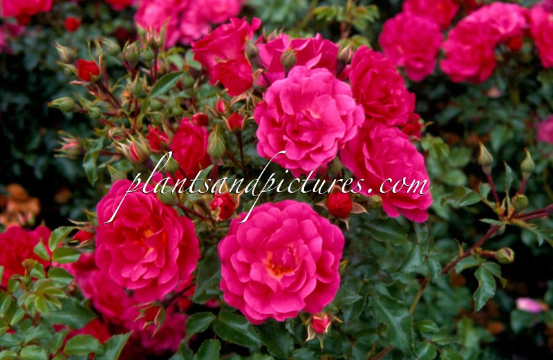 Rosa ‘Noatraum’ (EMERA; HEIDETRAUM)