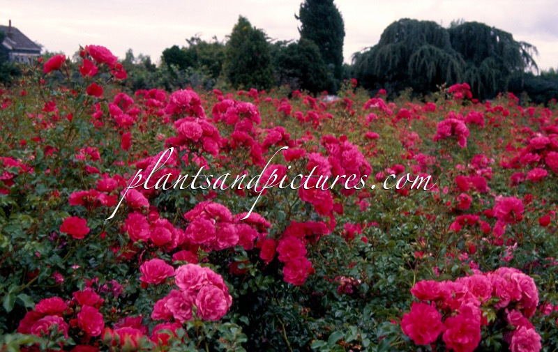 Rosa ‘Noatraum’ (EMERA; HEIDETRAUM)