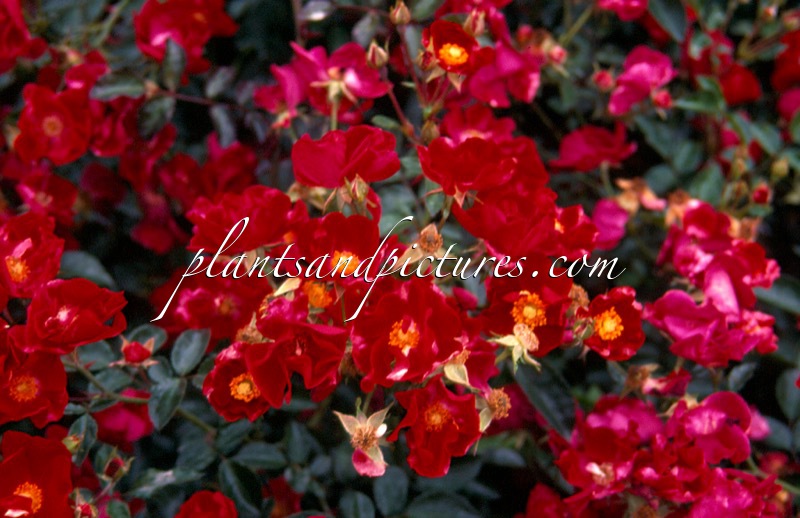 Rosa ‘Noare’ (ALCANTARA; VESUVIA)