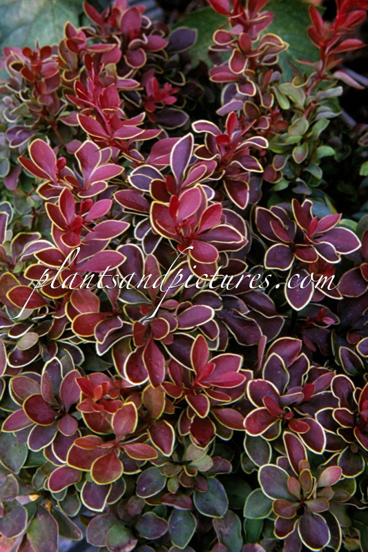 Berberis thunbergii ‘Admiration’