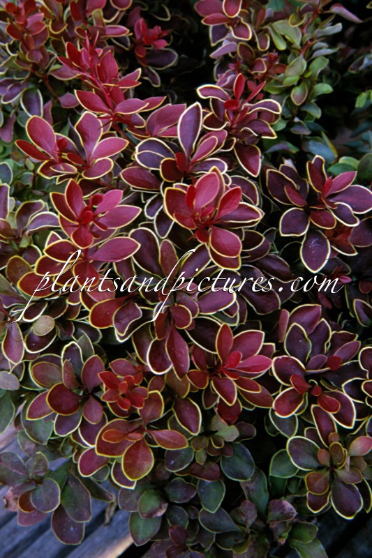 Berberis thunbergii ‘Admiration’