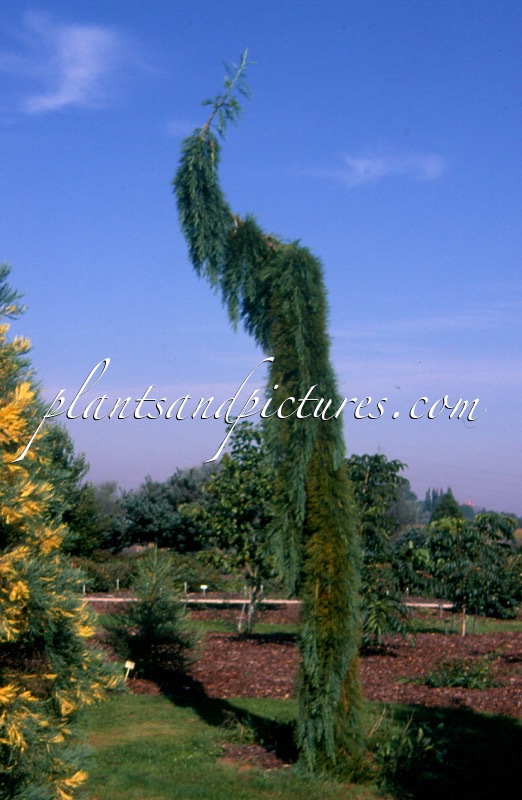 Sequoiadendron giganteum ‘Pendulum’