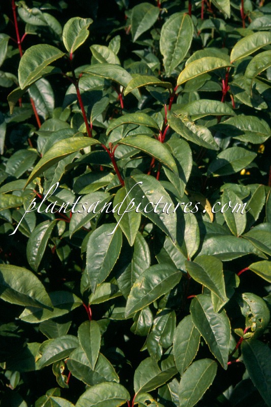 Viburnum propinquum ‘Lanceolatum’