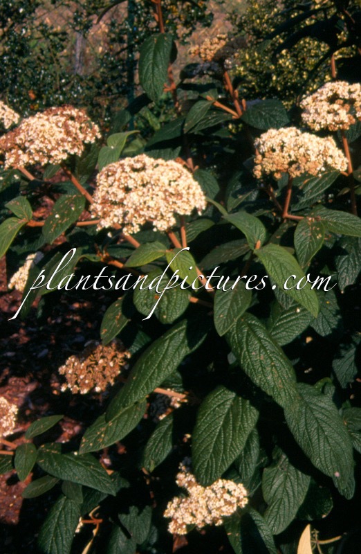 Viburnum rhytidophylloides ‘Interduke’ (DART’S DUKE)