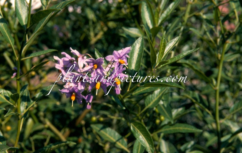 Solanum crispum ‘Glasnevin’
