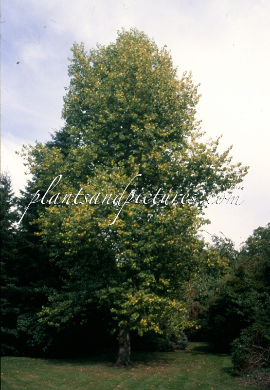 Populus canadensis ‘Serotina Aurea’