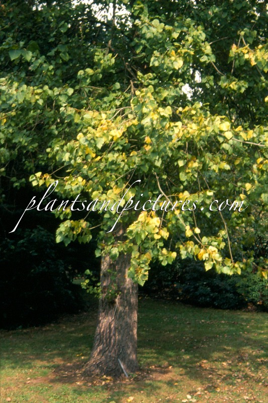 Populus canadensis ‘Serotina Aurea’