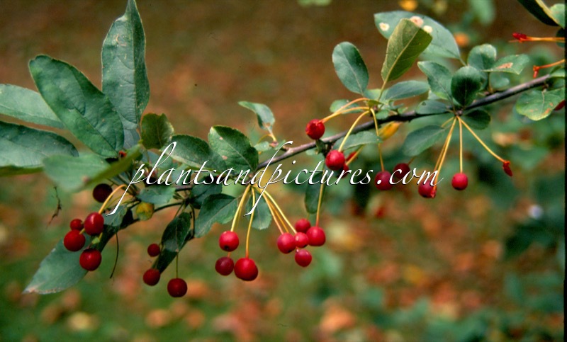 Malus toringo var. sargentii
