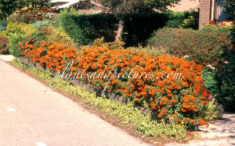 Pyracantha ‘Orange Charmer’