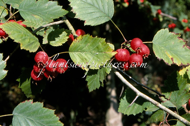 Crataegus coccinea