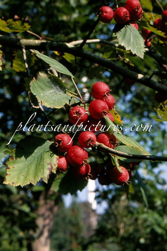Crataegus coccinea