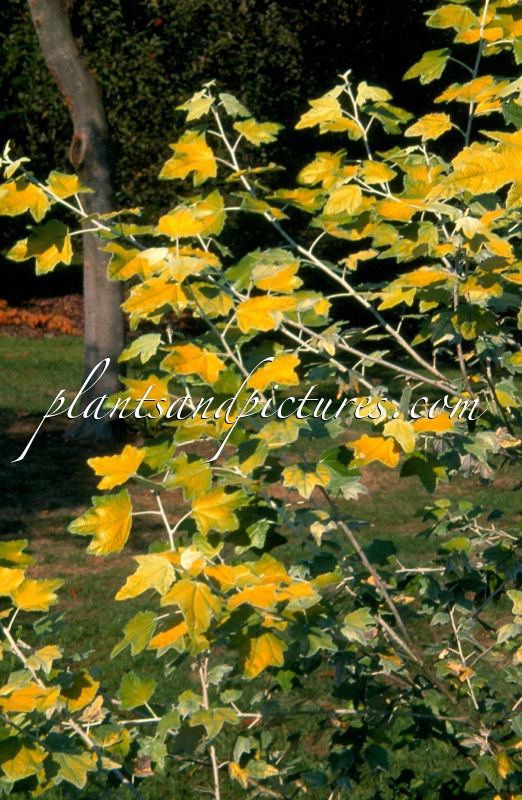 Populus alba ‘Richardii’