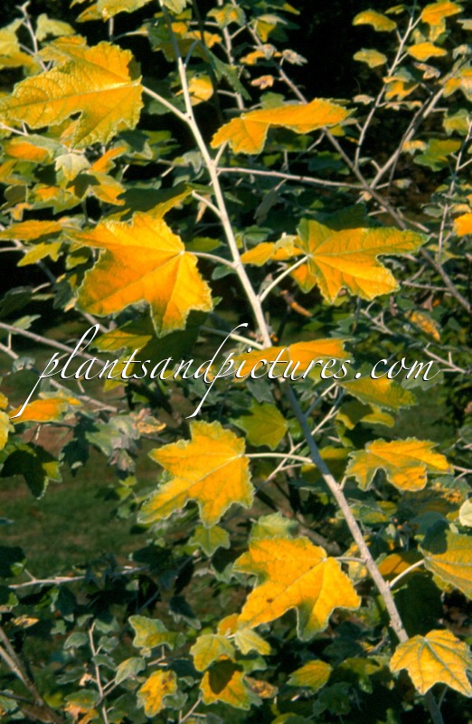 Populus alba ‘Richardii’