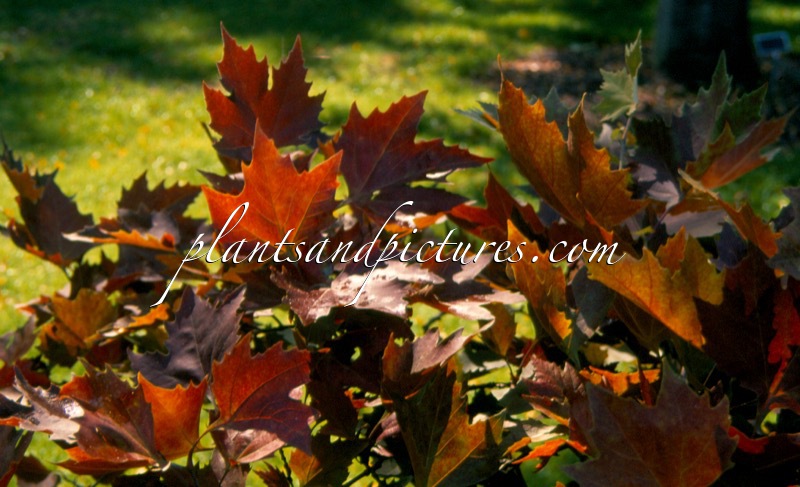 Platanus orientalis ‘Mirkovec’