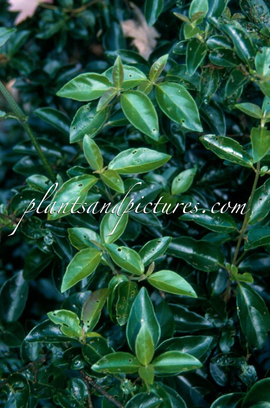 Viburnum foetidum var. rectangulatum