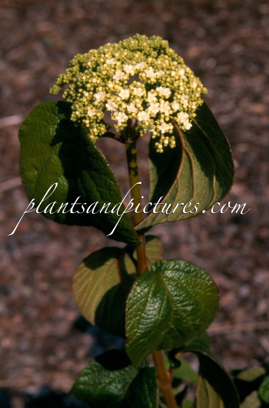 Viburnum dilatatum f. hispidum