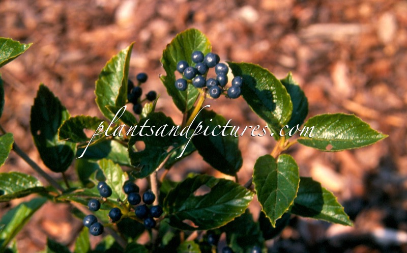 Viburnum dentatum var. scrabellum