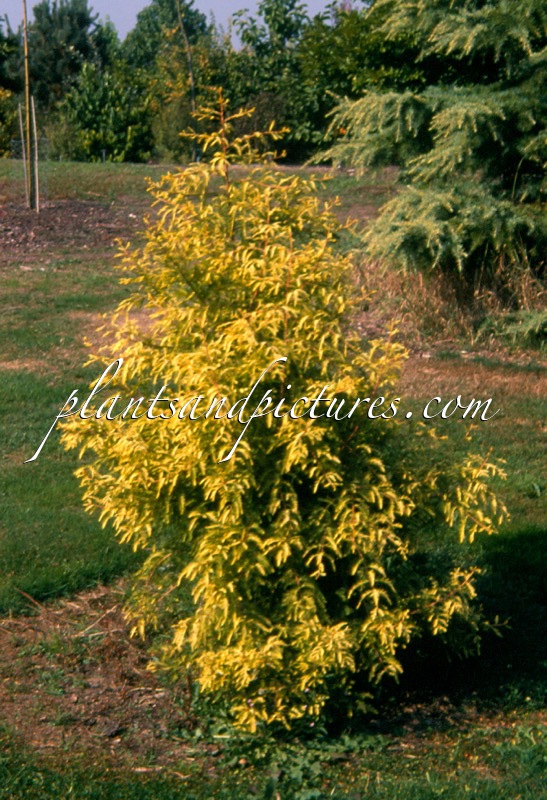 Taxodium distichum ‘Pevé Yellow’