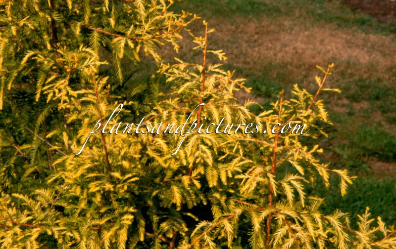 Taxodium distichum ‘Pevé Yellow’