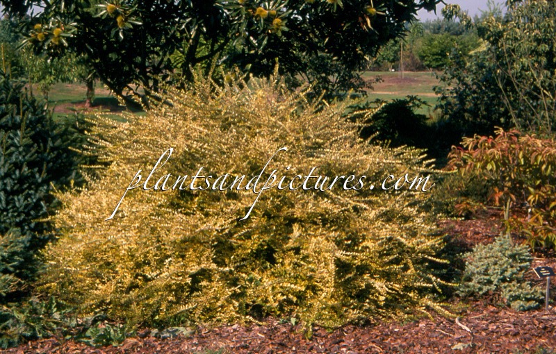 Lonicera nitida ‘Lemon Beauty’