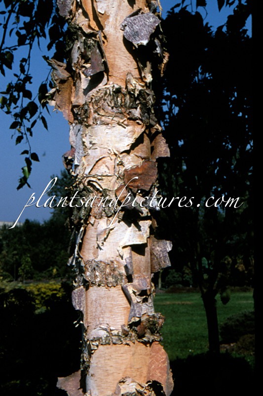 Betula nigra ‘Heritage’