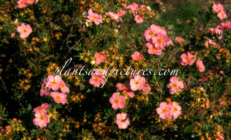 Potentilla fruticosa ‘Pink Beauty’ (LOVELY PINK)