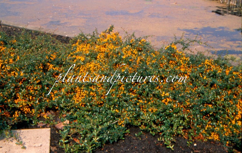 Pyracantha ‘Firelight’