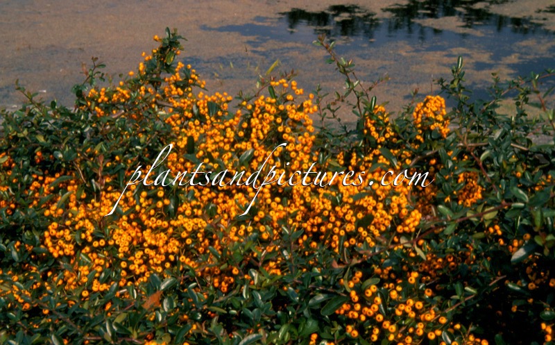 Pyracantha ‘Firelight’