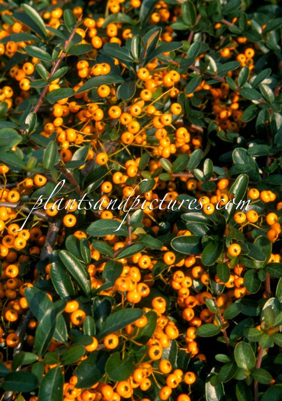 Pyracantha ‘Firelight’