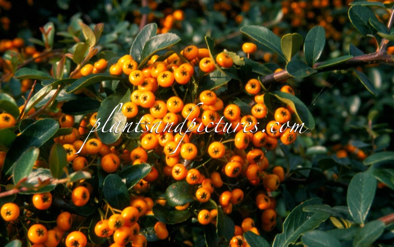 Pyracantha ‘Firelight’