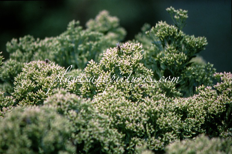 Baccharis halimifolia