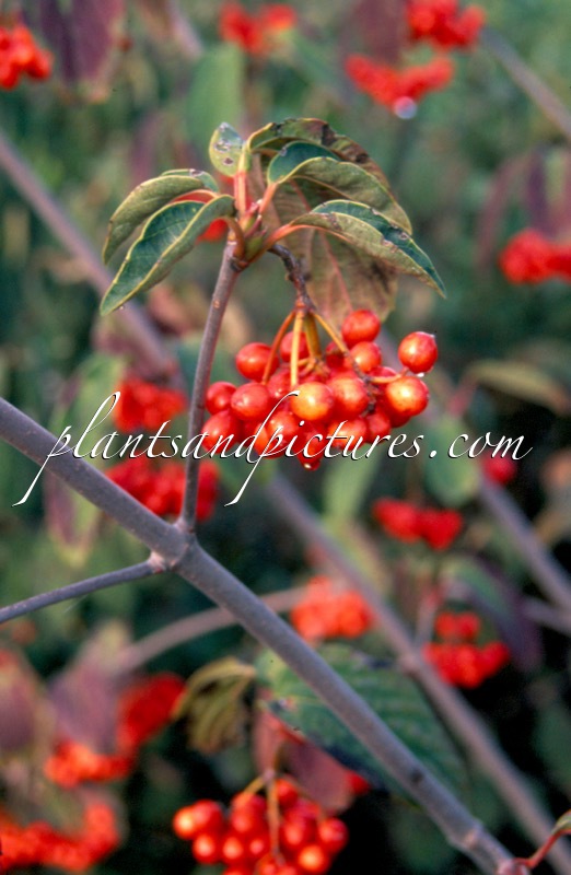 Viburnum setigerum