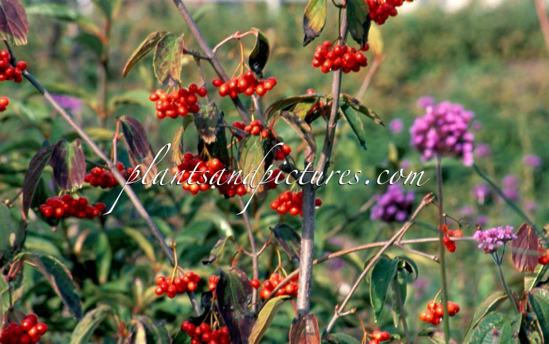 Viburnum setigerum