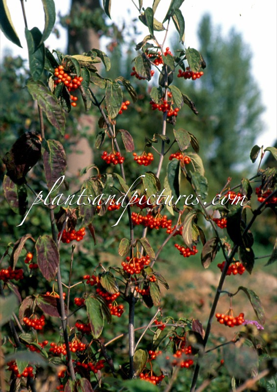 Viburnum setigerum