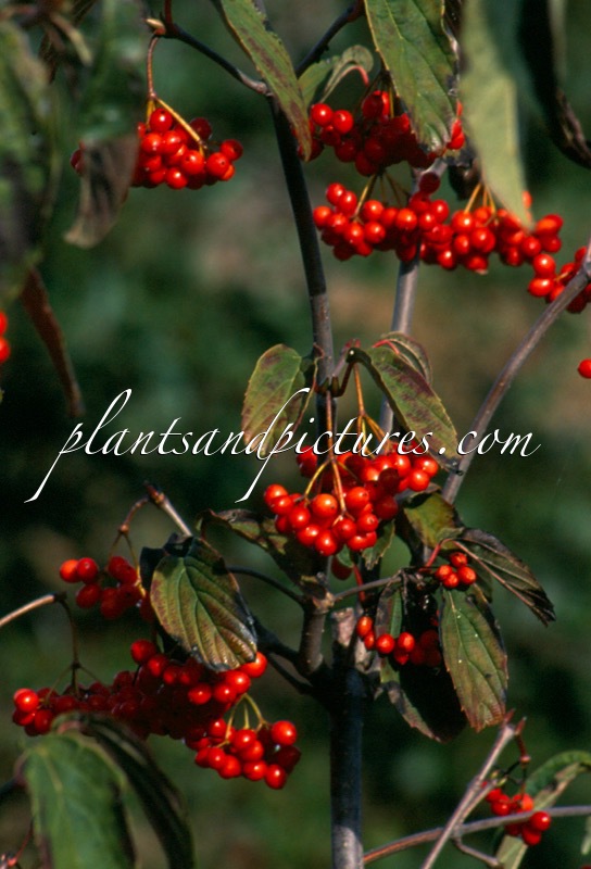 Viburnum setigerum