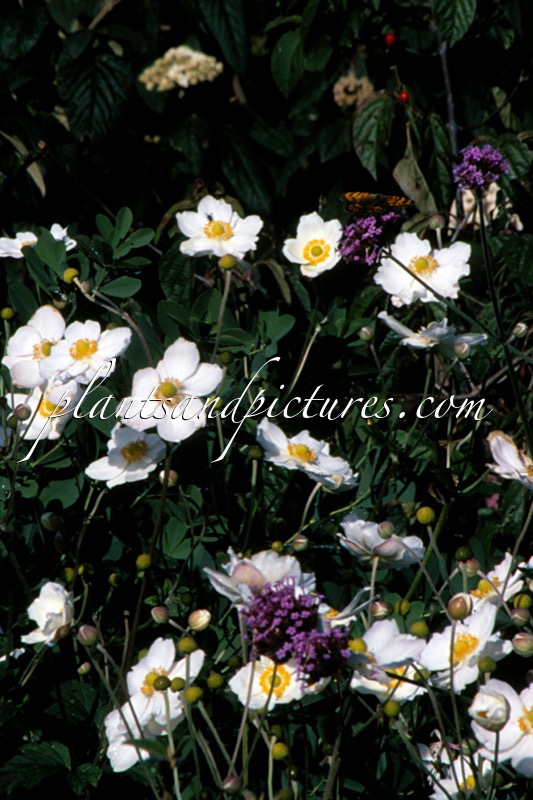Anemone hybrida ‘Honorine Jobert’