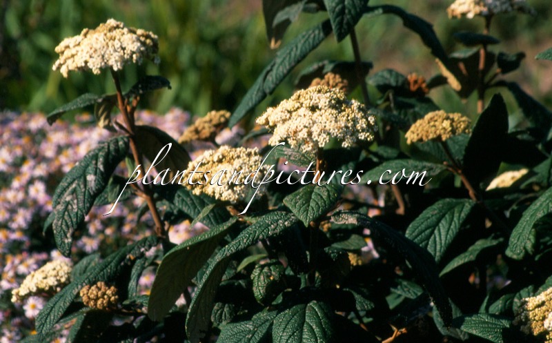 Viburnum rhytidophylloides ‘Interduke’ (DART’S DUKE)