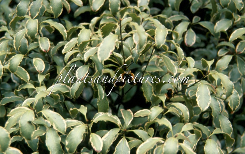 Pittosporum tenuifolium ‘Silver Queen’
