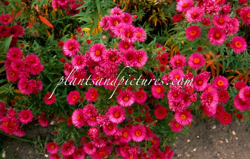 Aster novae-angliae ‘Andenken an Alma Pötschke’
